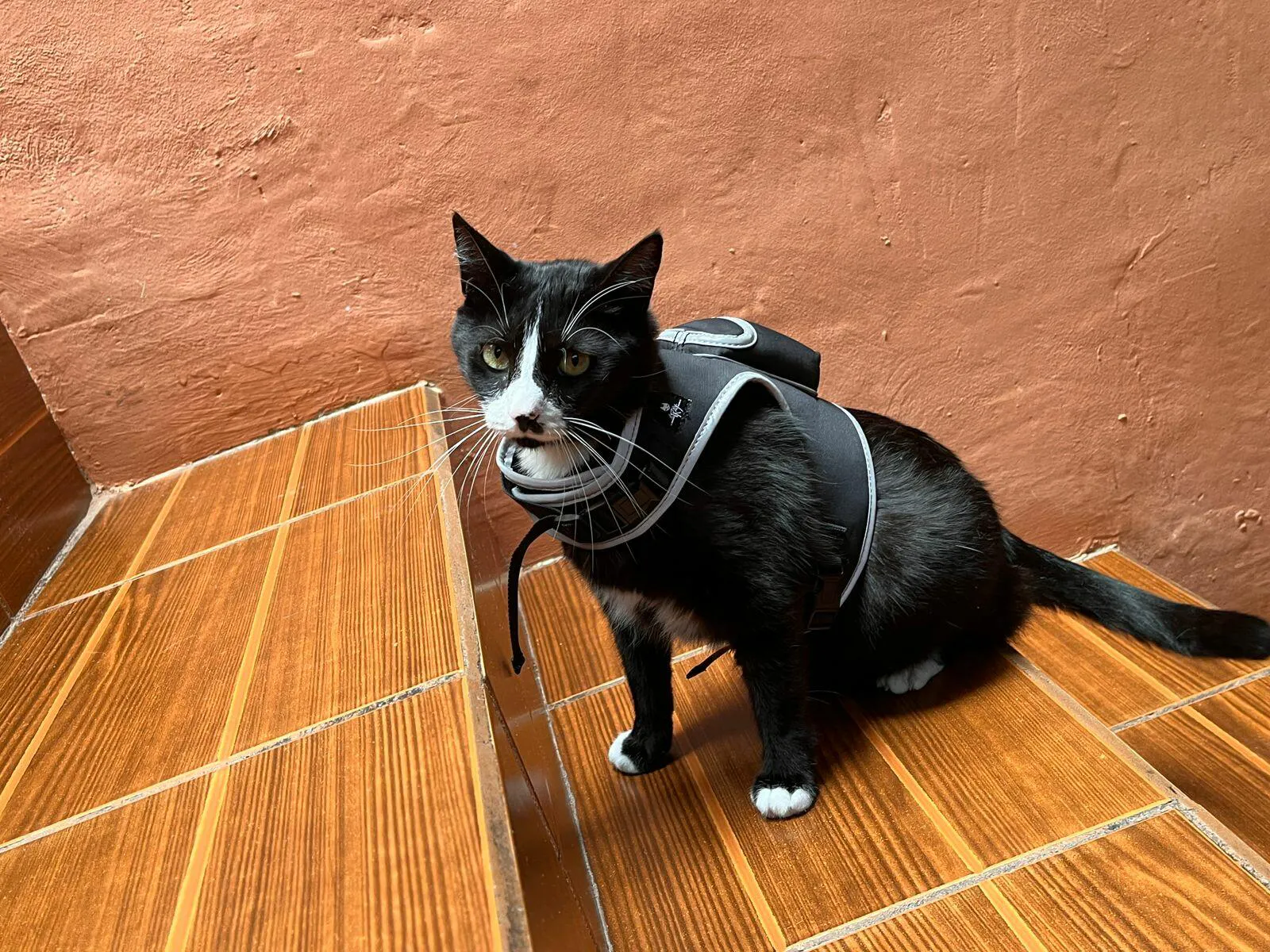 Stray x Travel Cat Harness & Leash Set Limited Edition Your Cat
