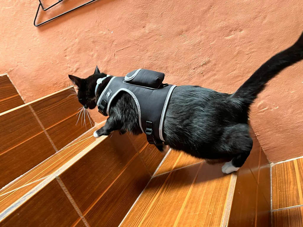 Stray x Travel Cat Harness & Leash Set Limited Edition Your Cat