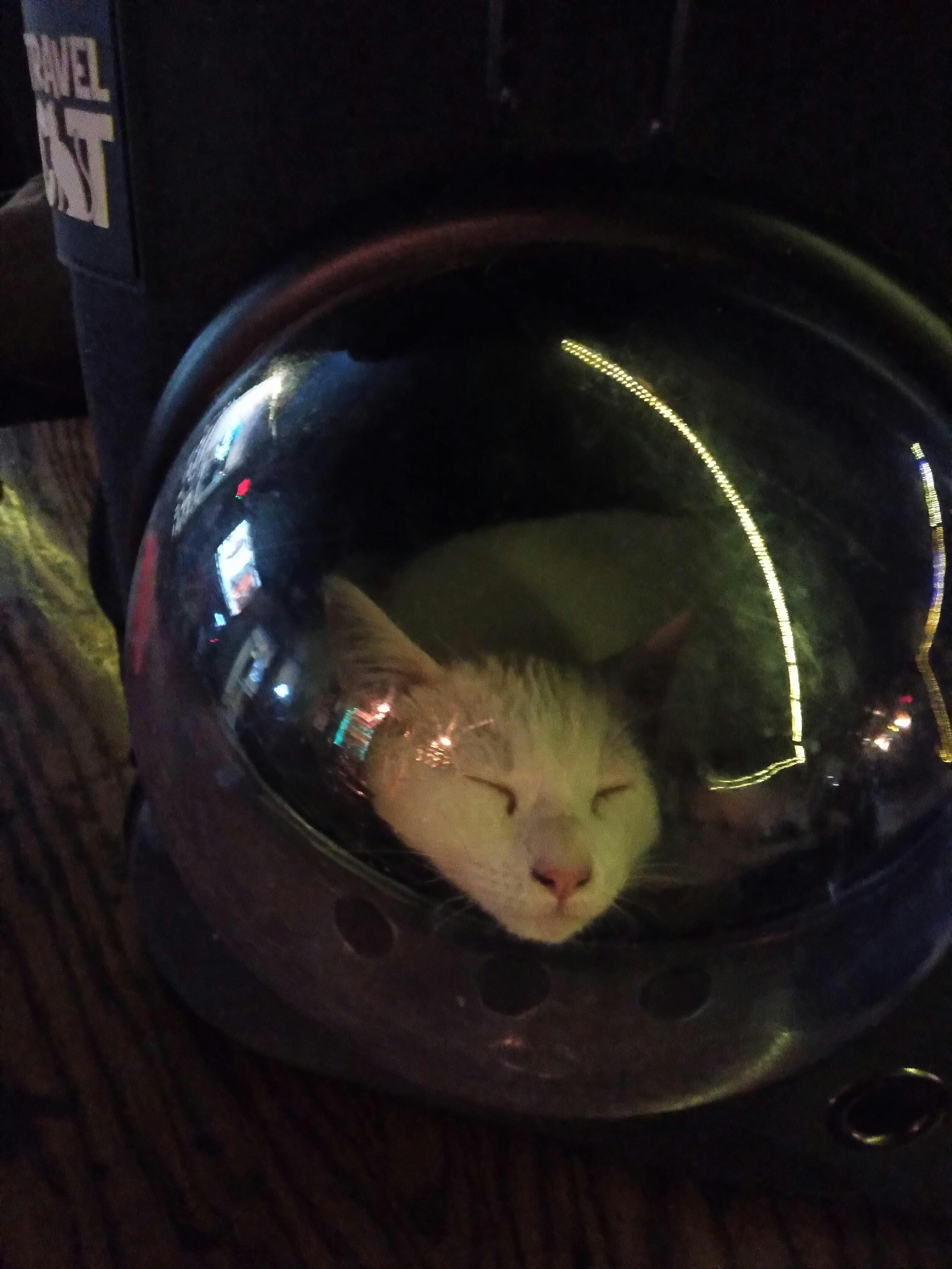 Stray x Travel Cat Backpack LimitedEdition Your Cat Backpack by