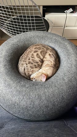 "Donut!" Cat Hideaway Cave