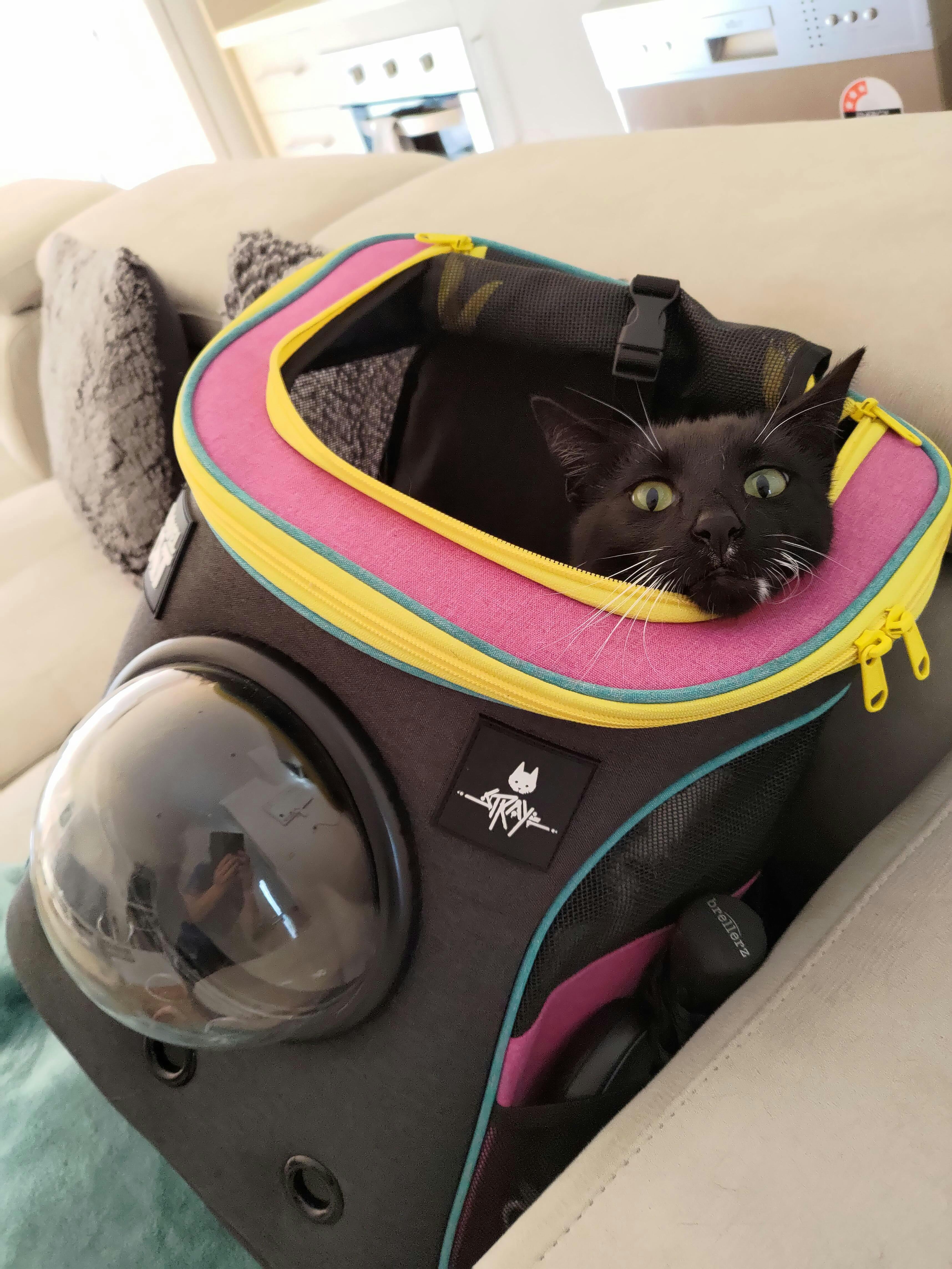 the travel cat harness