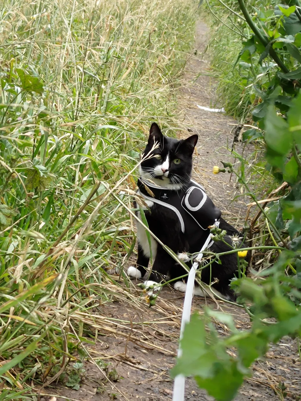 Stray x Travel Cat Harness & Leash Set Limited Edition Travel Cat