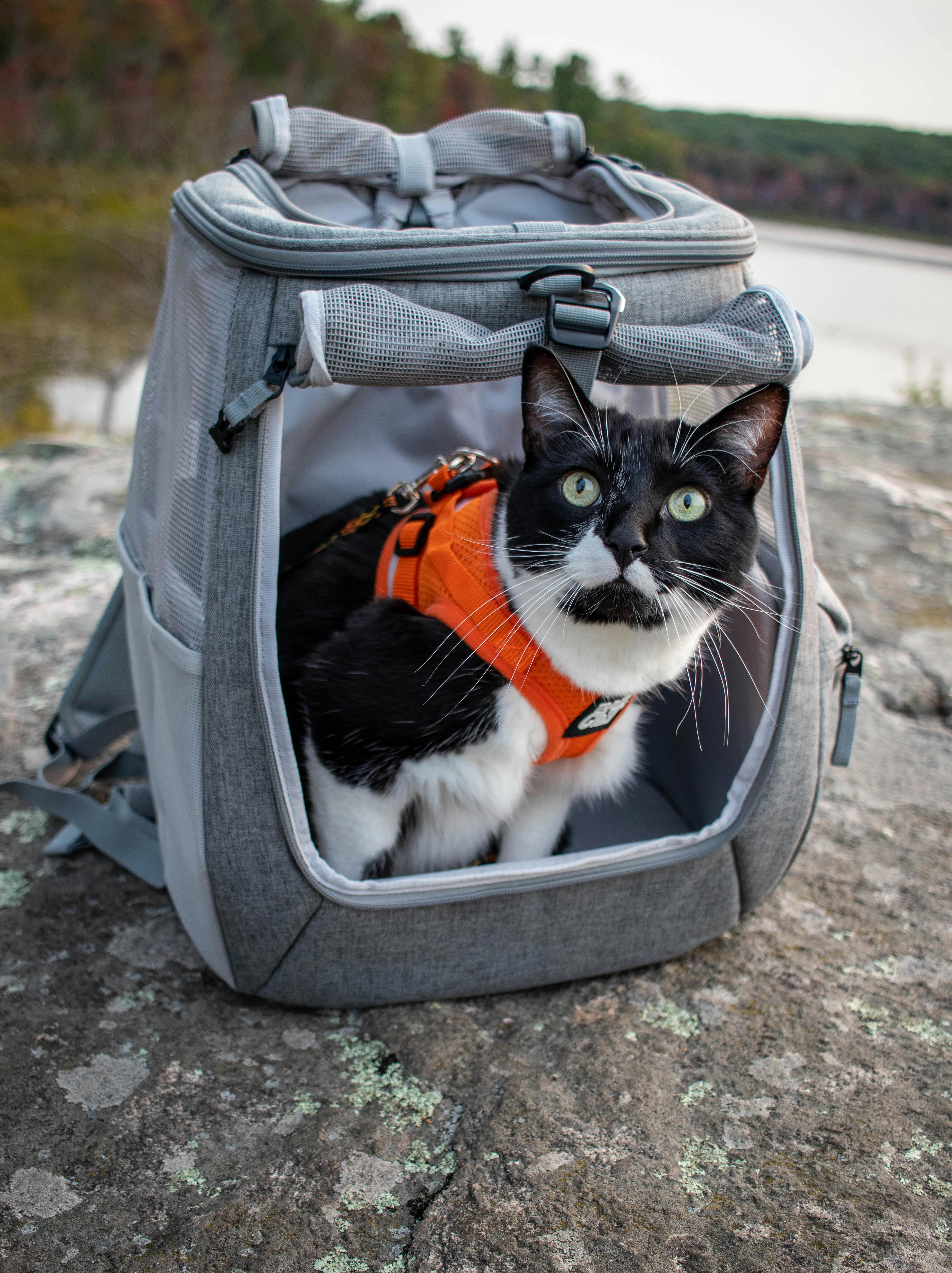 travel cat backpack reviews