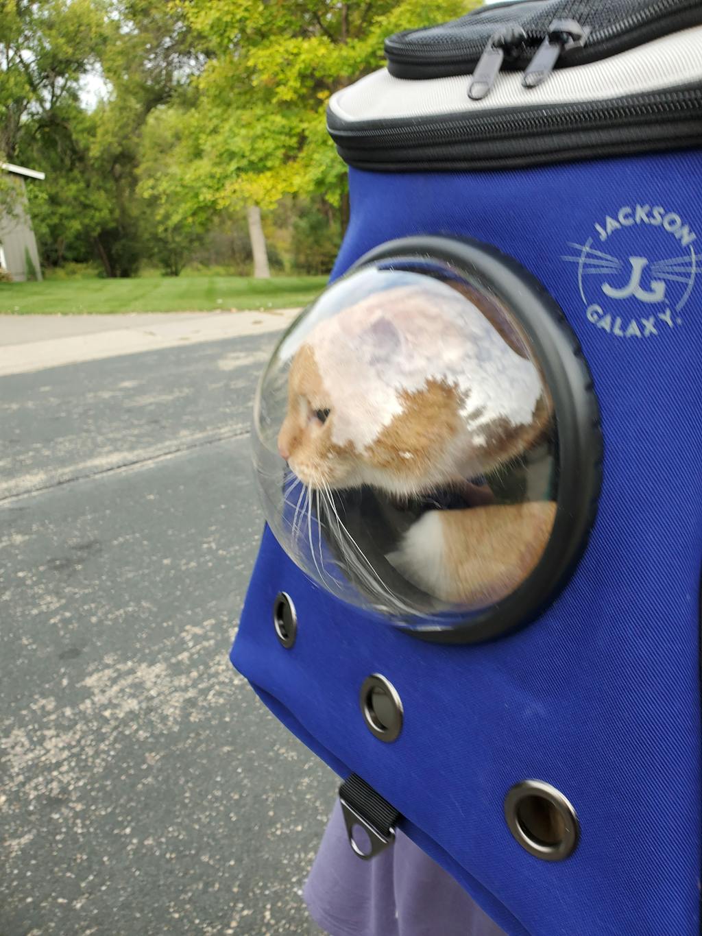 The Jackson Galaxy Essential Bundle Cat Backpack, Harness, Leash, and