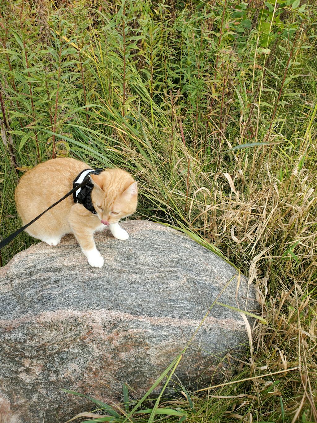 The Jackson Galaxy Essential Bundle Cat Backpack, Harness, Leash, and