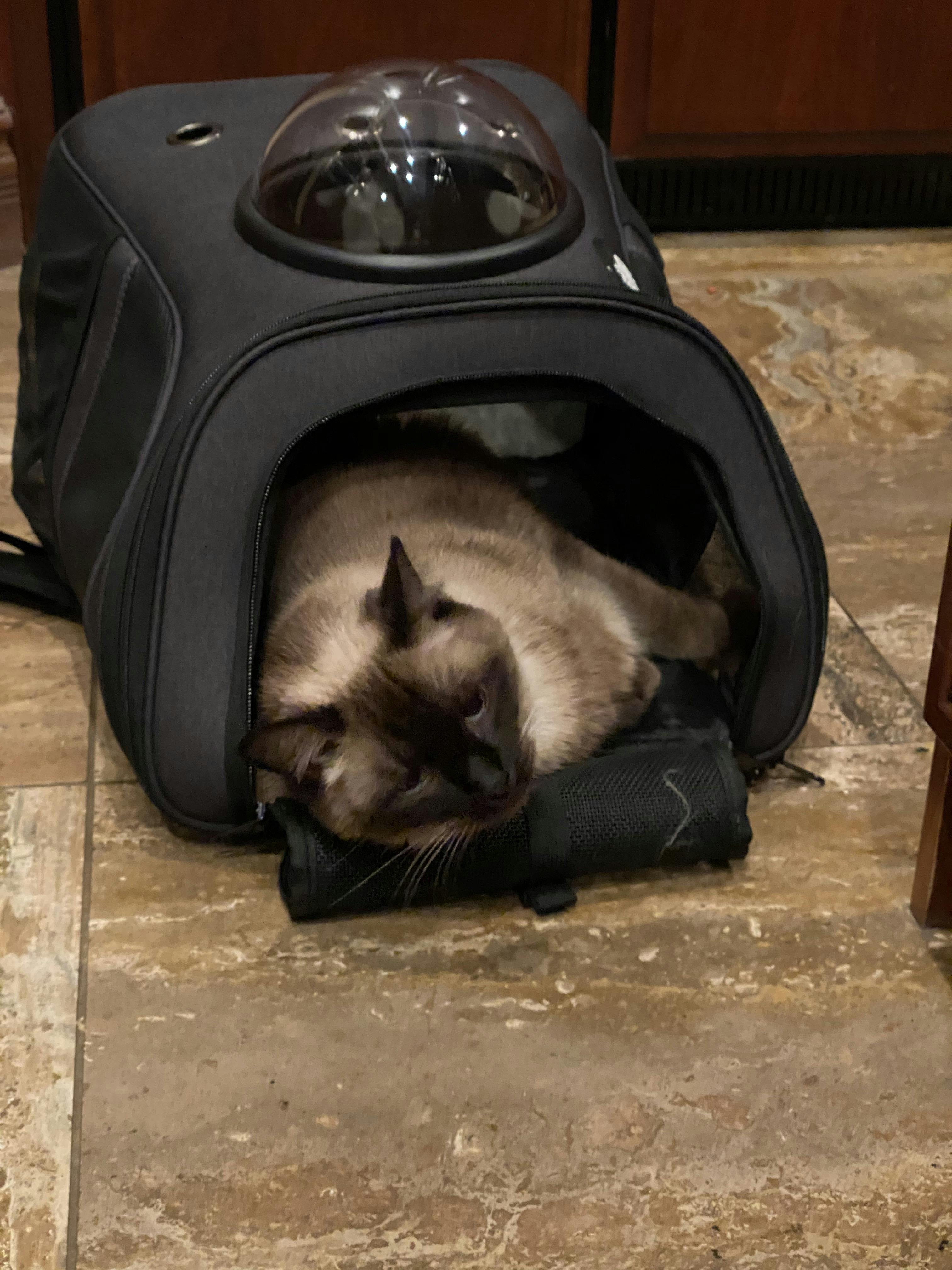 fat cat backpack review
