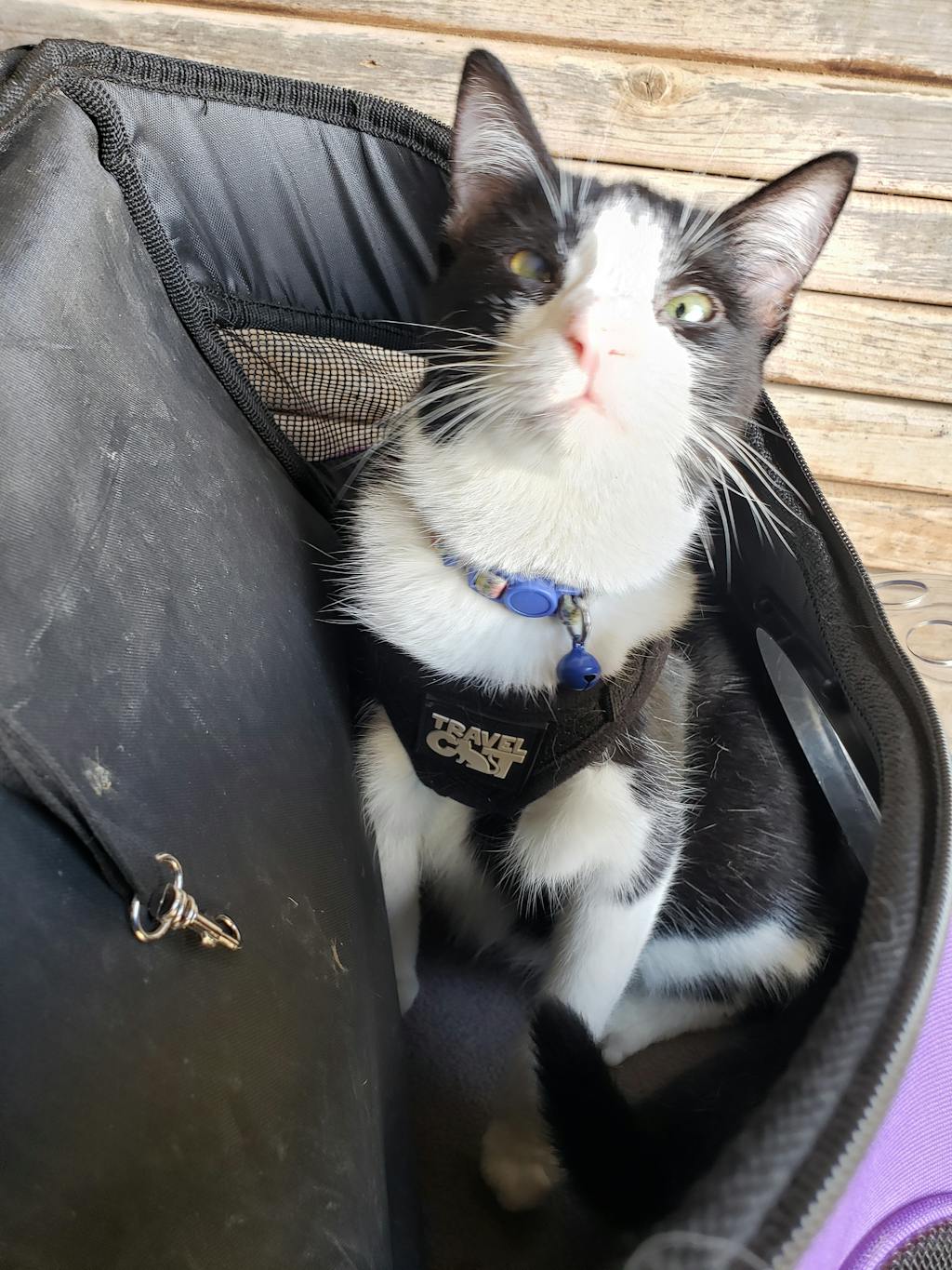 the cat backpack