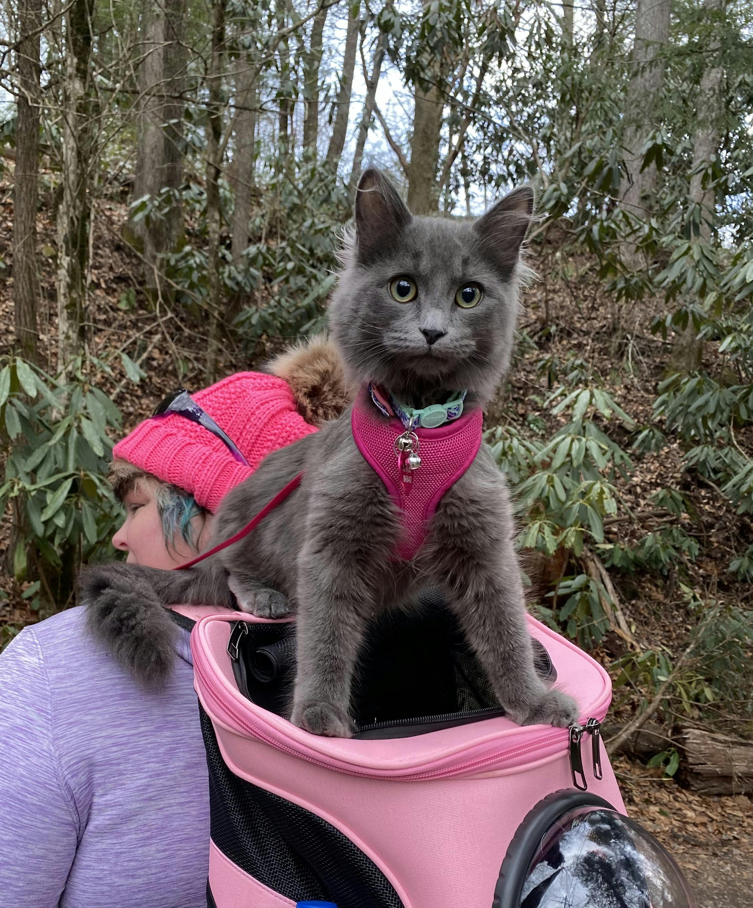 fat cat cat backpack review