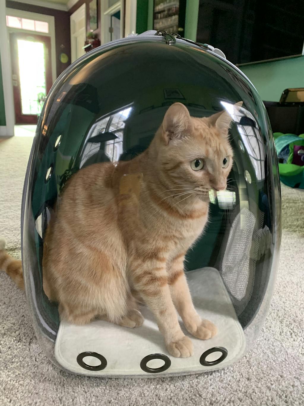 "The Voyager" Cat Backpack Bubble Cat Carrier