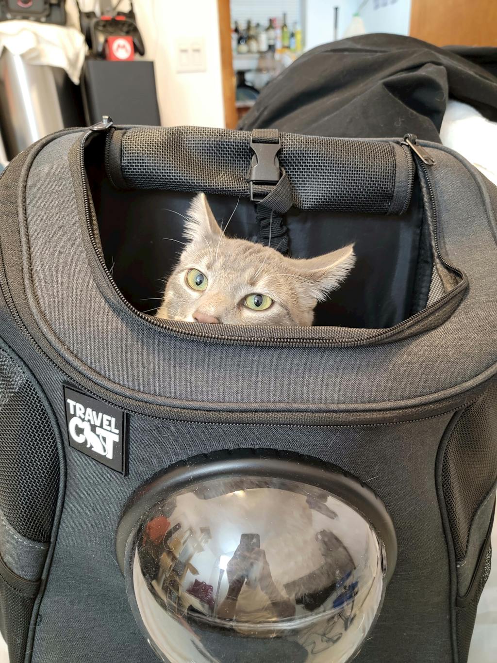 grey cat backpack