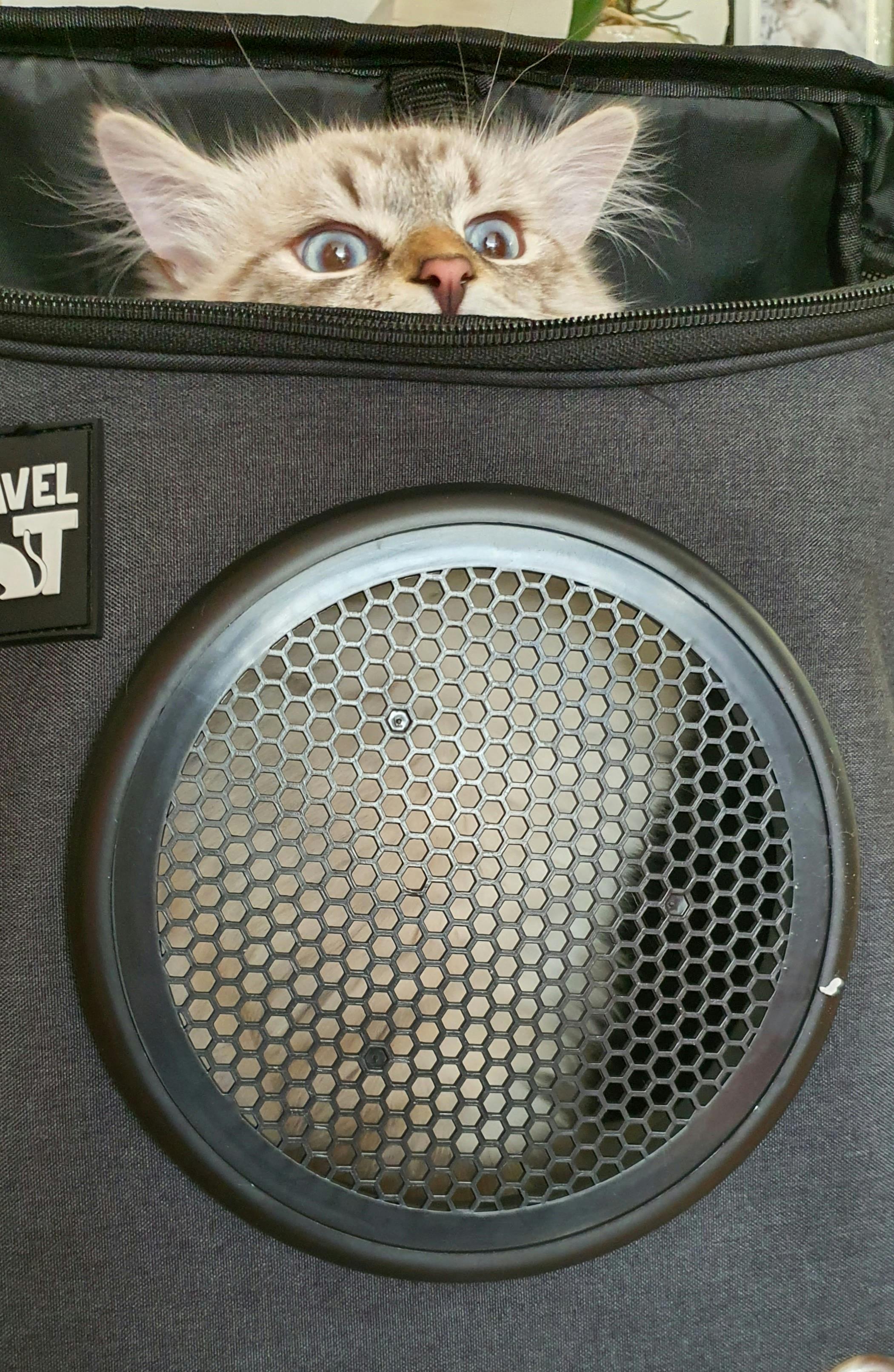 air conditioned cat backpack