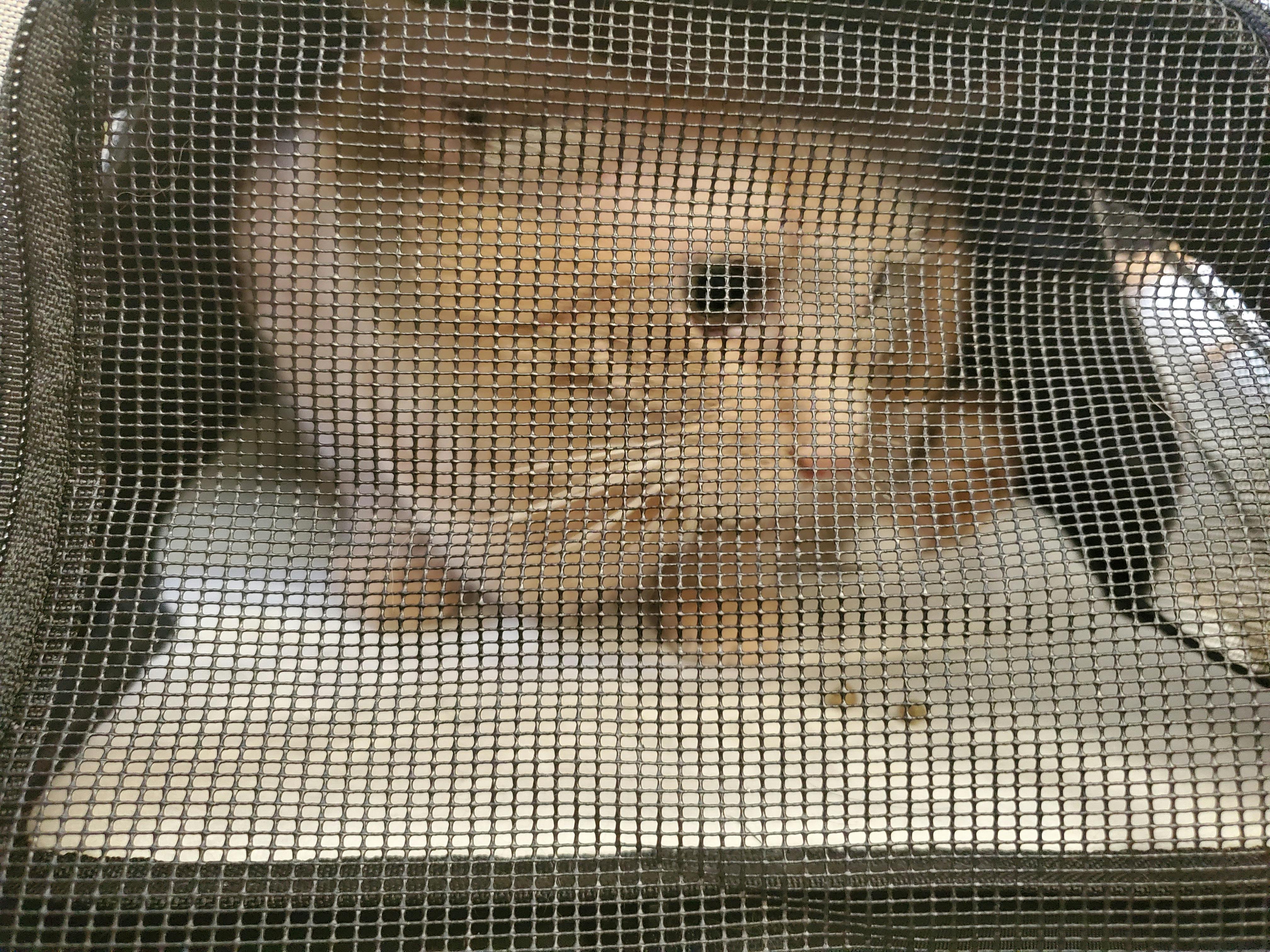 The Jackson Galaxy Convertible Cat Backpack Carrier Your Cat Backpack