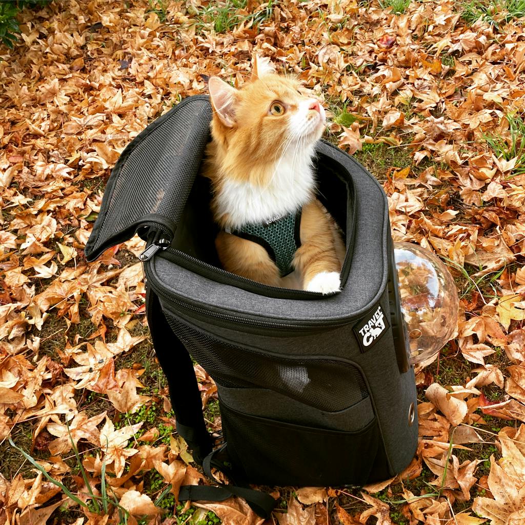 "The Fat Cat" Cat Backpack For Larger Cats Bubble Cat Carrier