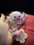 Angry Pufferfish Taba Squishy Toy