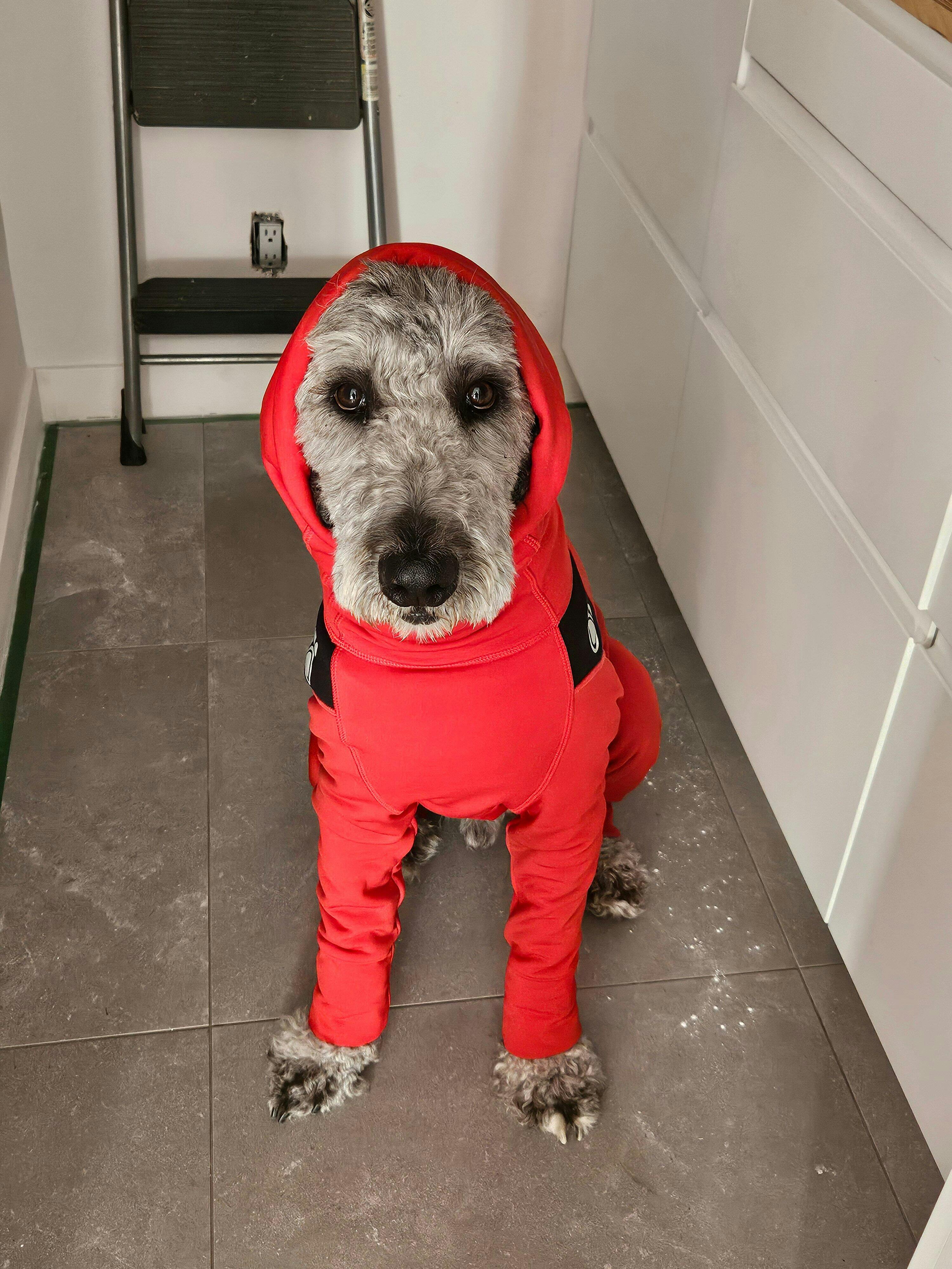 The Z'Hoodie Active - Head-to-paw protection – ZePooch
