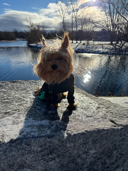 Insulated full-body dog winter snowsuit | The Z'Arctic – ZePooch