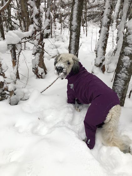 Full body waterproof dog coat | The Z'Anorak – ZePooch, plein-air