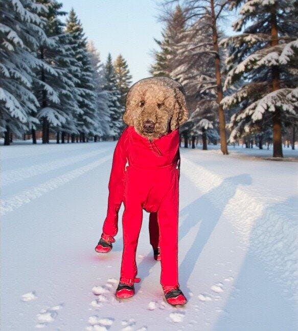 Full body waterproof dog coat | The Z'Anorak – ZePooch, plein-air