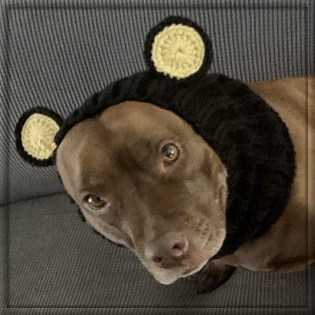 Black Bear Dog Snood - Knit Dog Costume By Zoo Snoods