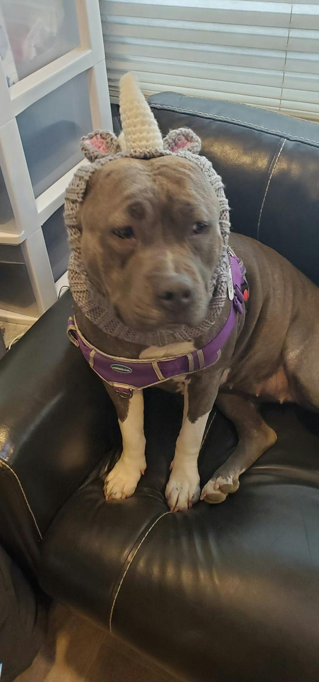 Rhino Dog Snood Knit Dog Costume by Zoo Snoods