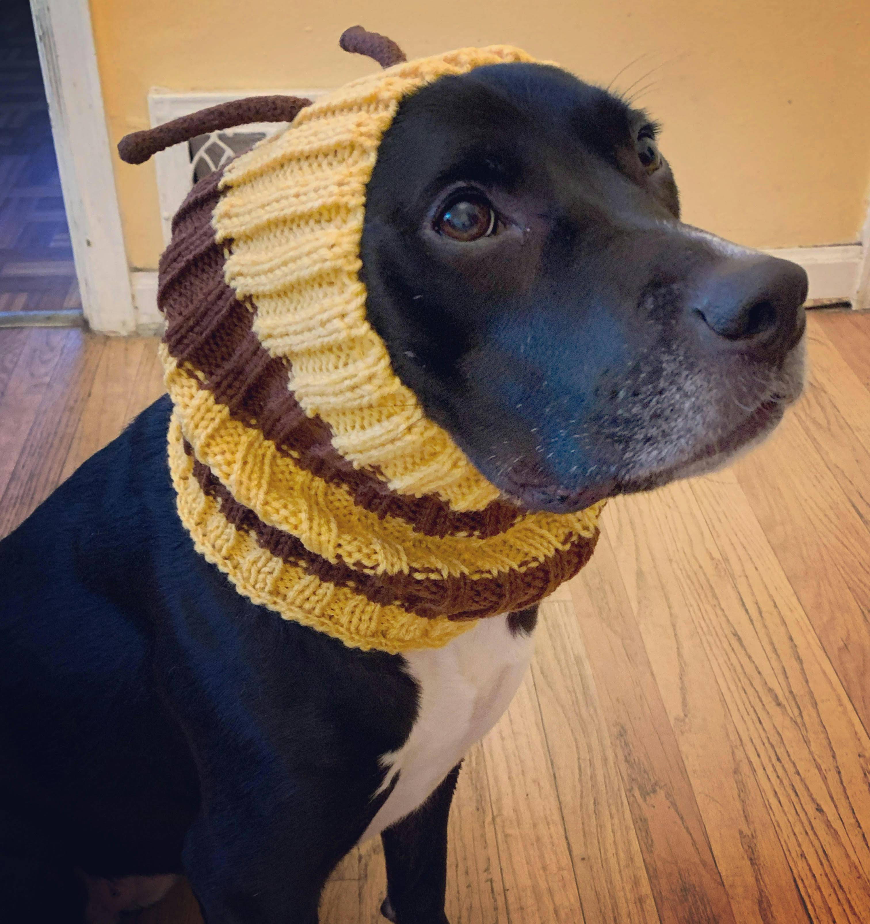 Bumble Bee Snood - The Perfect Dog Snood For Small, Medium And Large ...