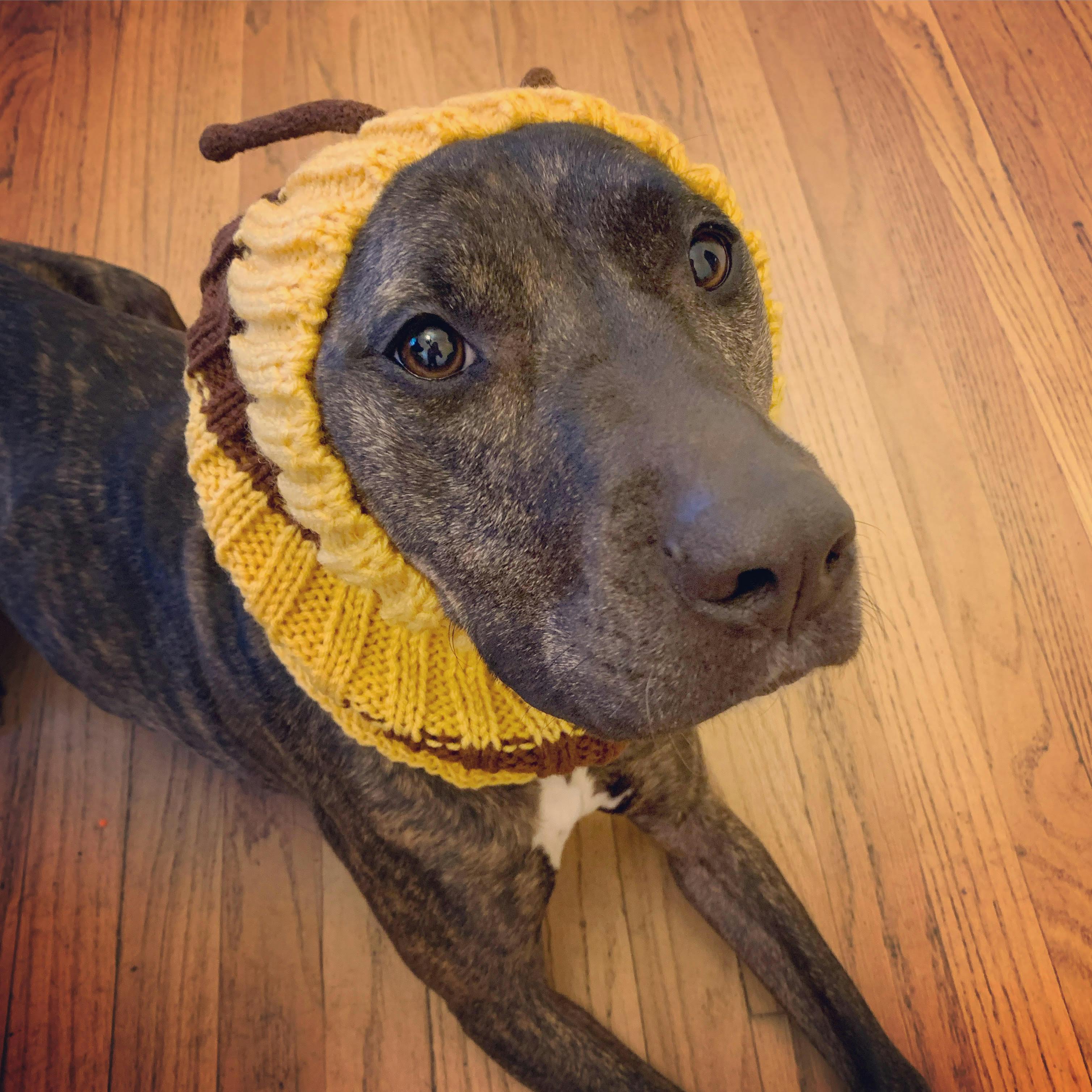 Bumble Bee Snood - The Perfect Dog Snood For Small, Medium And Large ...