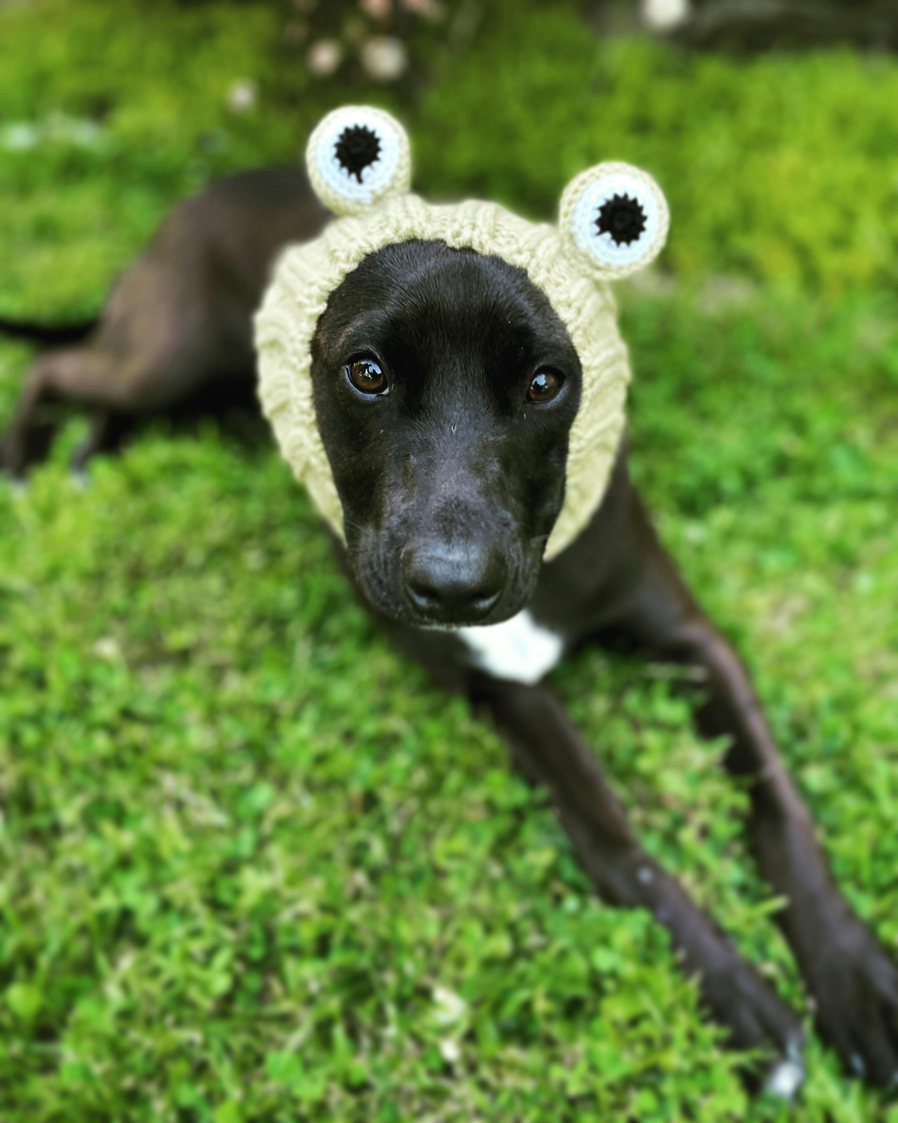 Frog Snood - The Perfect Dog Snood For Small, Medium And Large Dogs ...