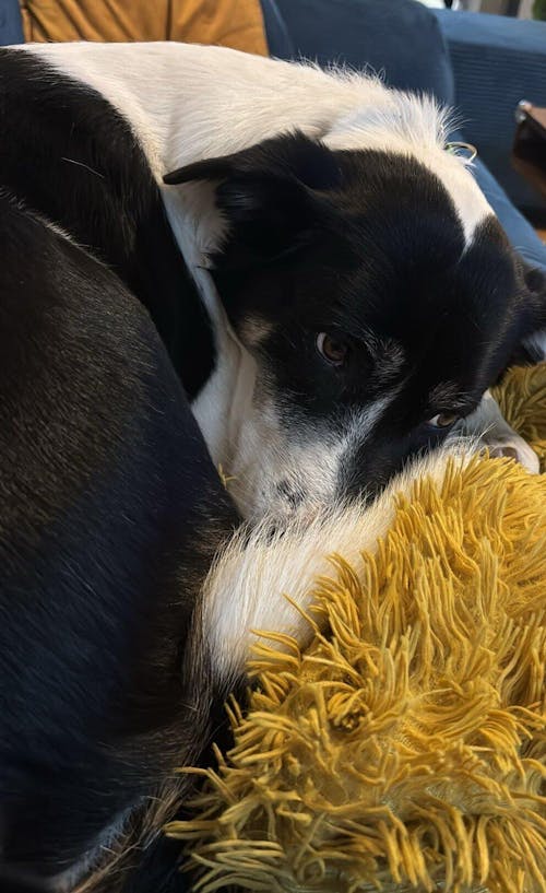 DOKAS Entenbrust in Stückchen 200 g | Hundesnack