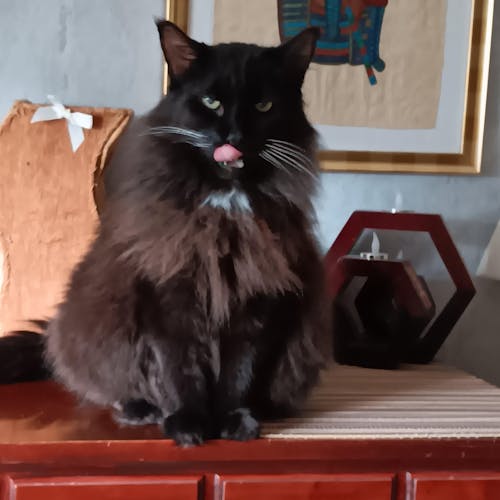 Miamor Multipack Ragout Royale Cream Vielfalt 1200 g