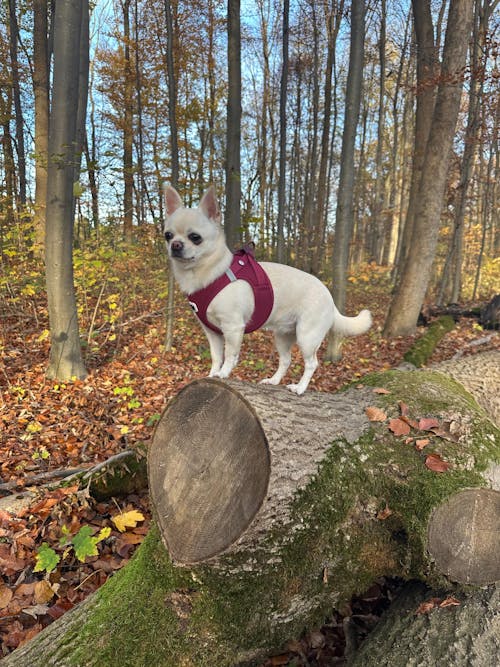 Curli Clasp Vest Geschirr Air-Mesh