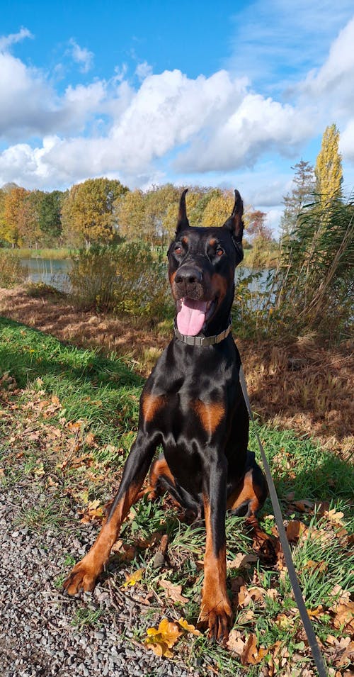 MAC's Dog Monoprotein Frisches Lamm 800 g