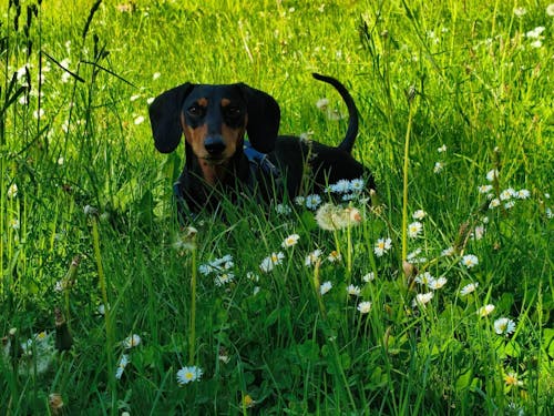 Rinti Chicko Plus Käsewürfel mit Huhn 225 g