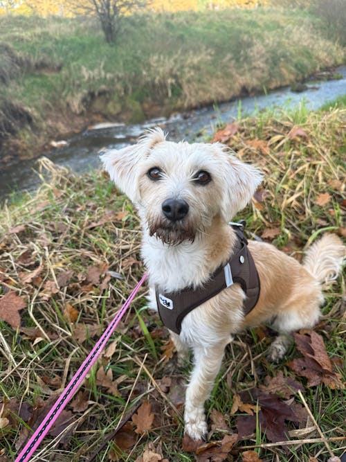 curli Clasp Vest Geschirr Cord