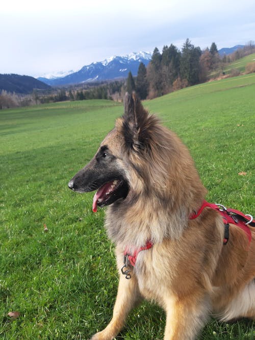 LandFleisch Softbrocken mit Ente