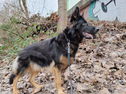 MAC's Dog Wild & Lamm 800 g