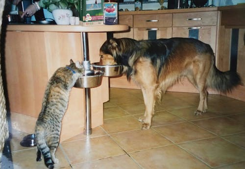 Christopherus Getreidefrei Hirsch & Kartoffel