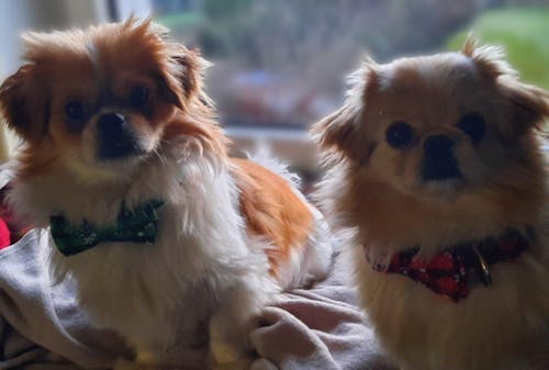 LandSnack für Hunde Popcorn mit Leber 100 g