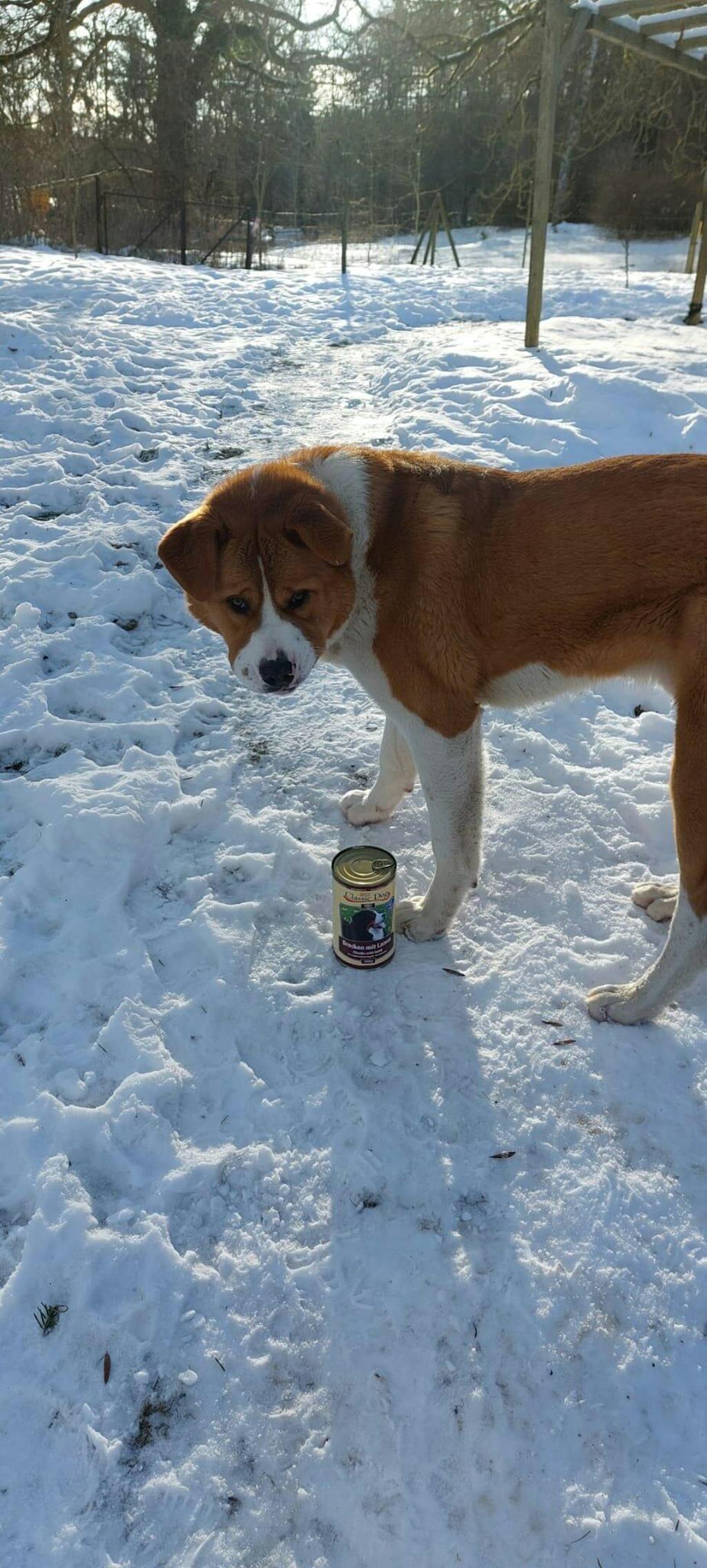 BTG Classic Dog Dose Brocken mit Rind 1250 g