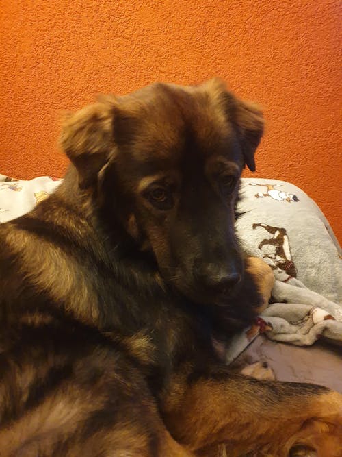 Happy Dog Sensible Montana Pferd