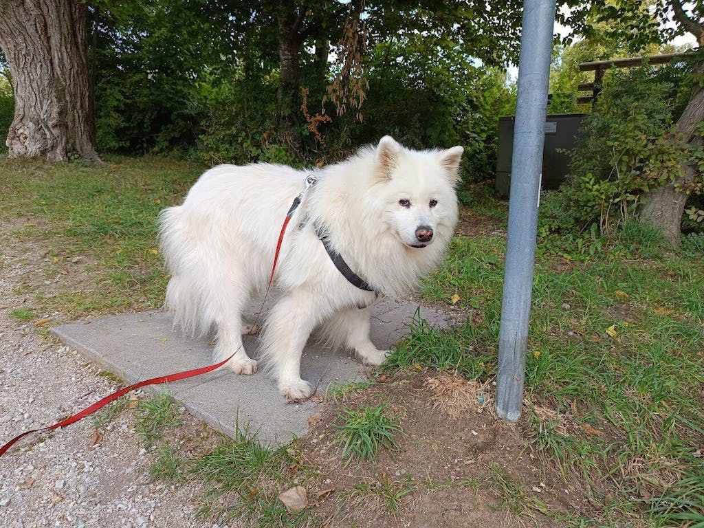 Rinti Canine Intestinal Huhn 800 g