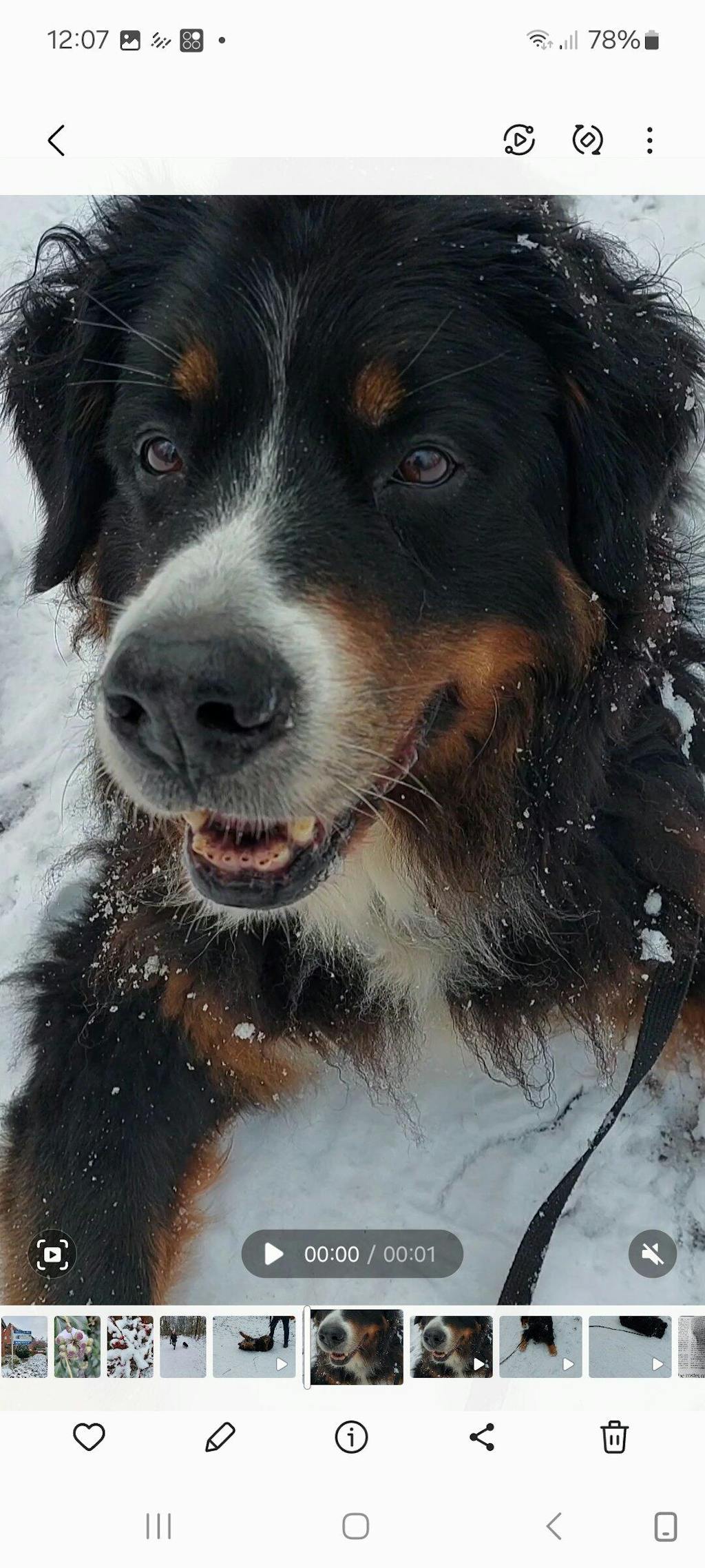 Happy Dog Sensible Montana Pferd