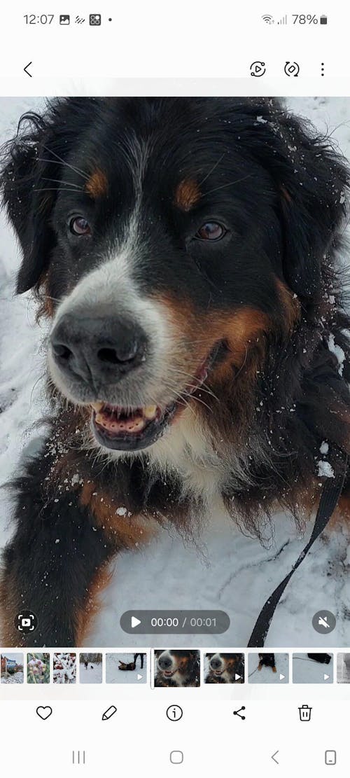 Happy Dog Sensible Montana Pferd