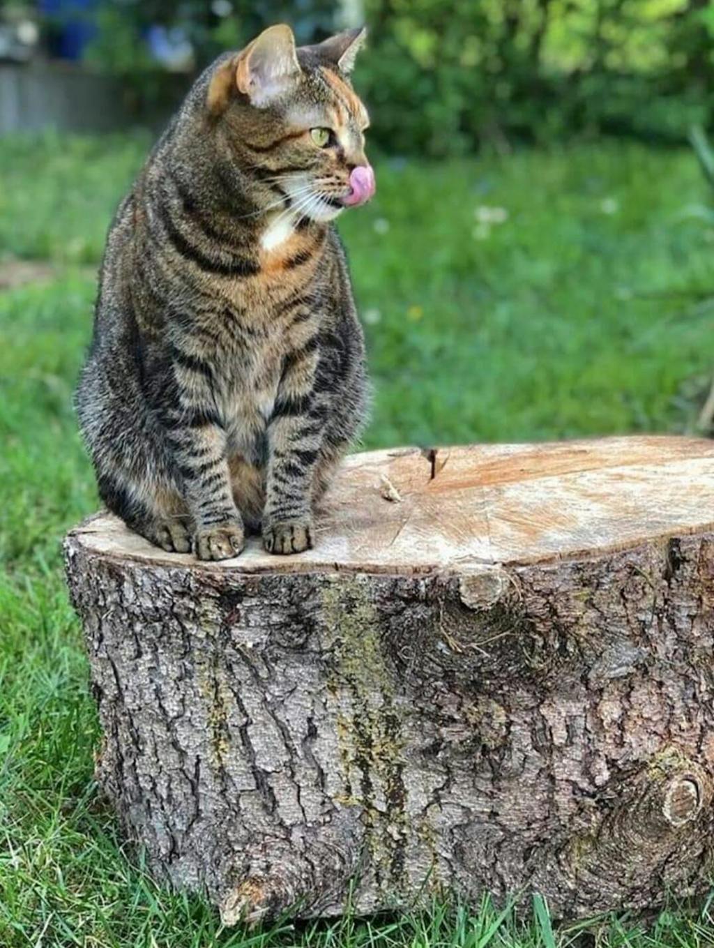 MAC's Cat Feinschmecker Lamm & Geflügel 200 g