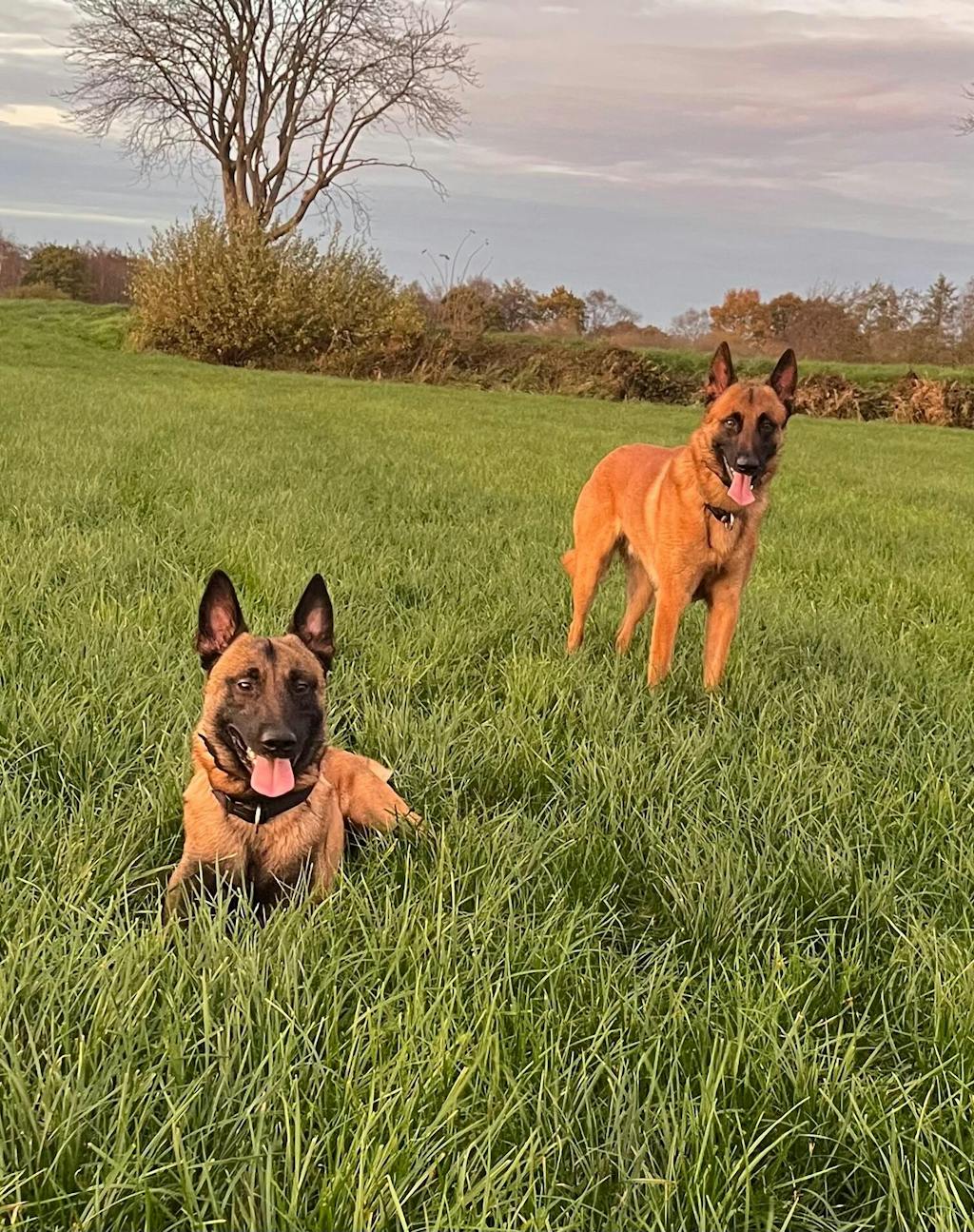 Löwenhof Adult Zugspitze (mit Geflügel und Reis)