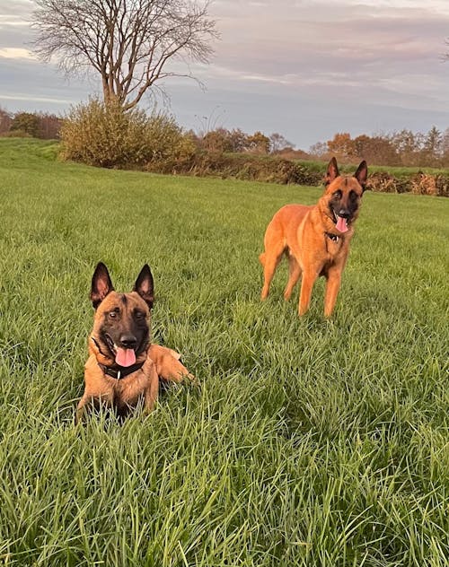 Löwenhof Adult Zugspitze (mit Geflügel und Reis)
