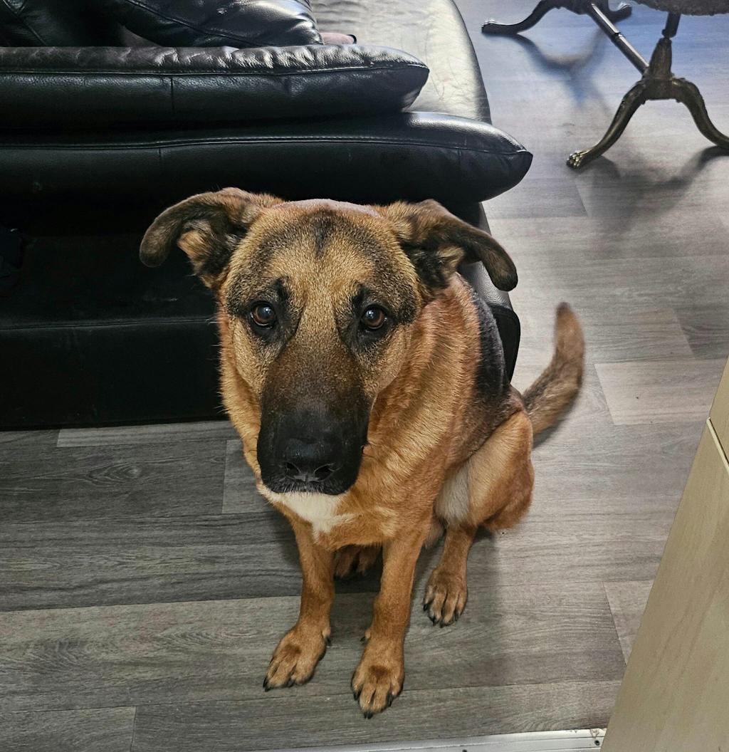 MERA pure sensitive Truthahn & Reis