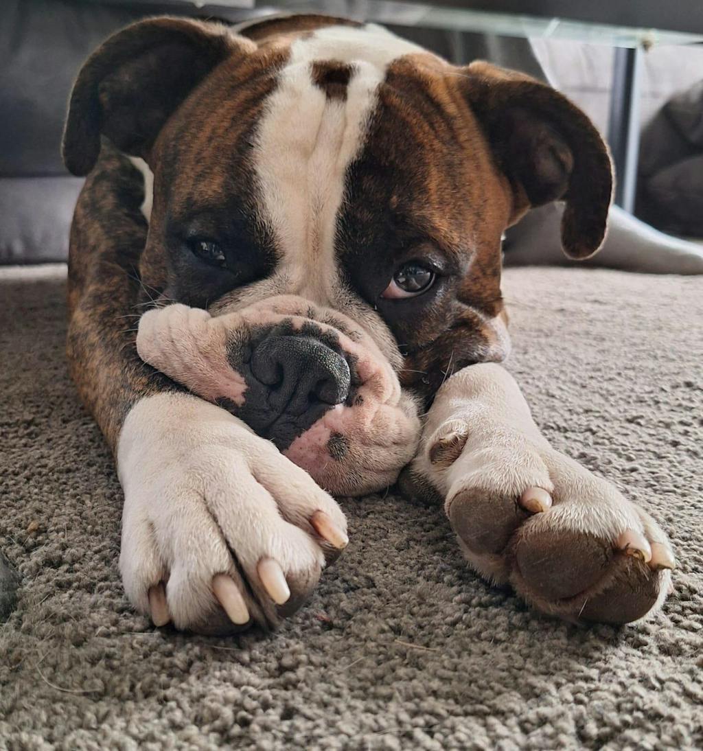 Happy Dog Sensible Africa Strauß