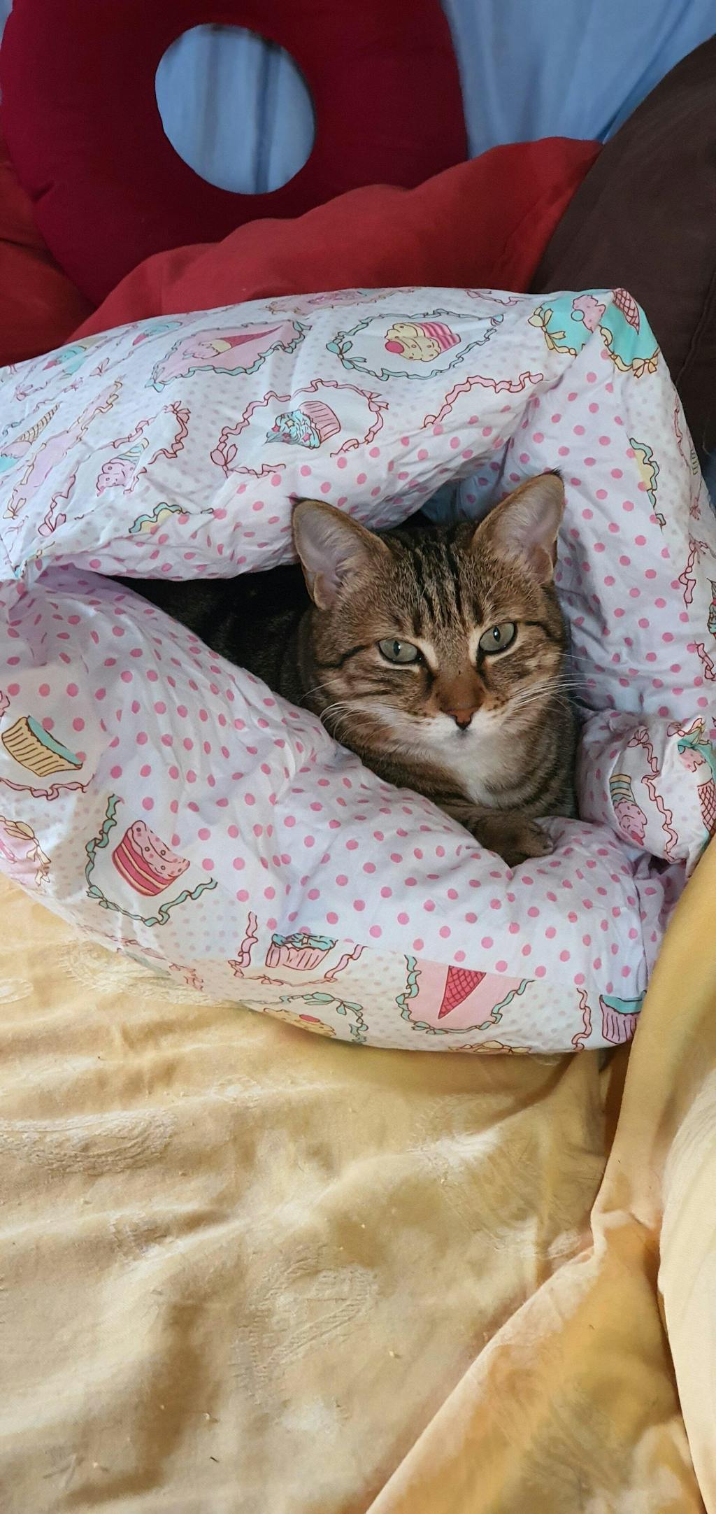 MAC's Cat Lachs & Forelle