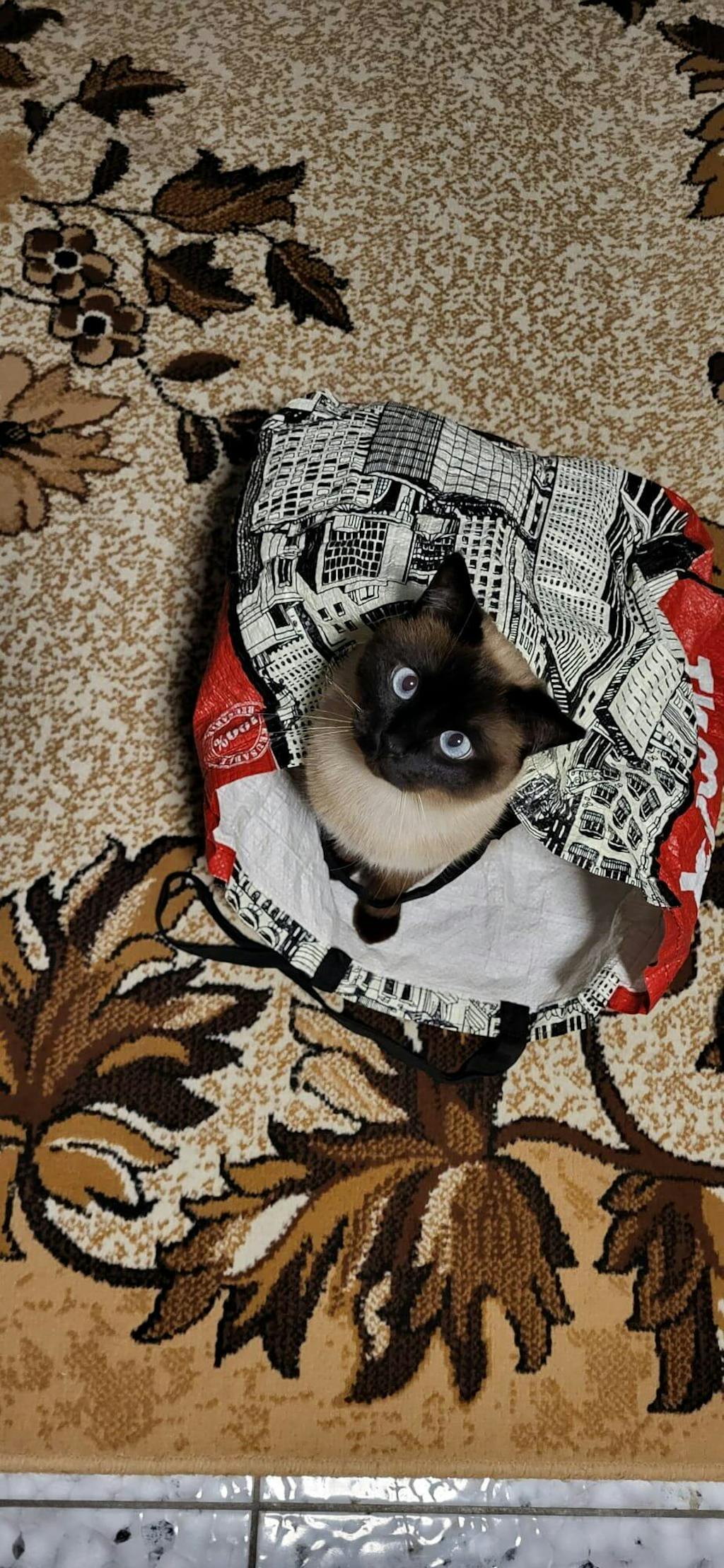 DOKAS Hühnerherzen gefriergetrocknet 15 g | Katzensnack