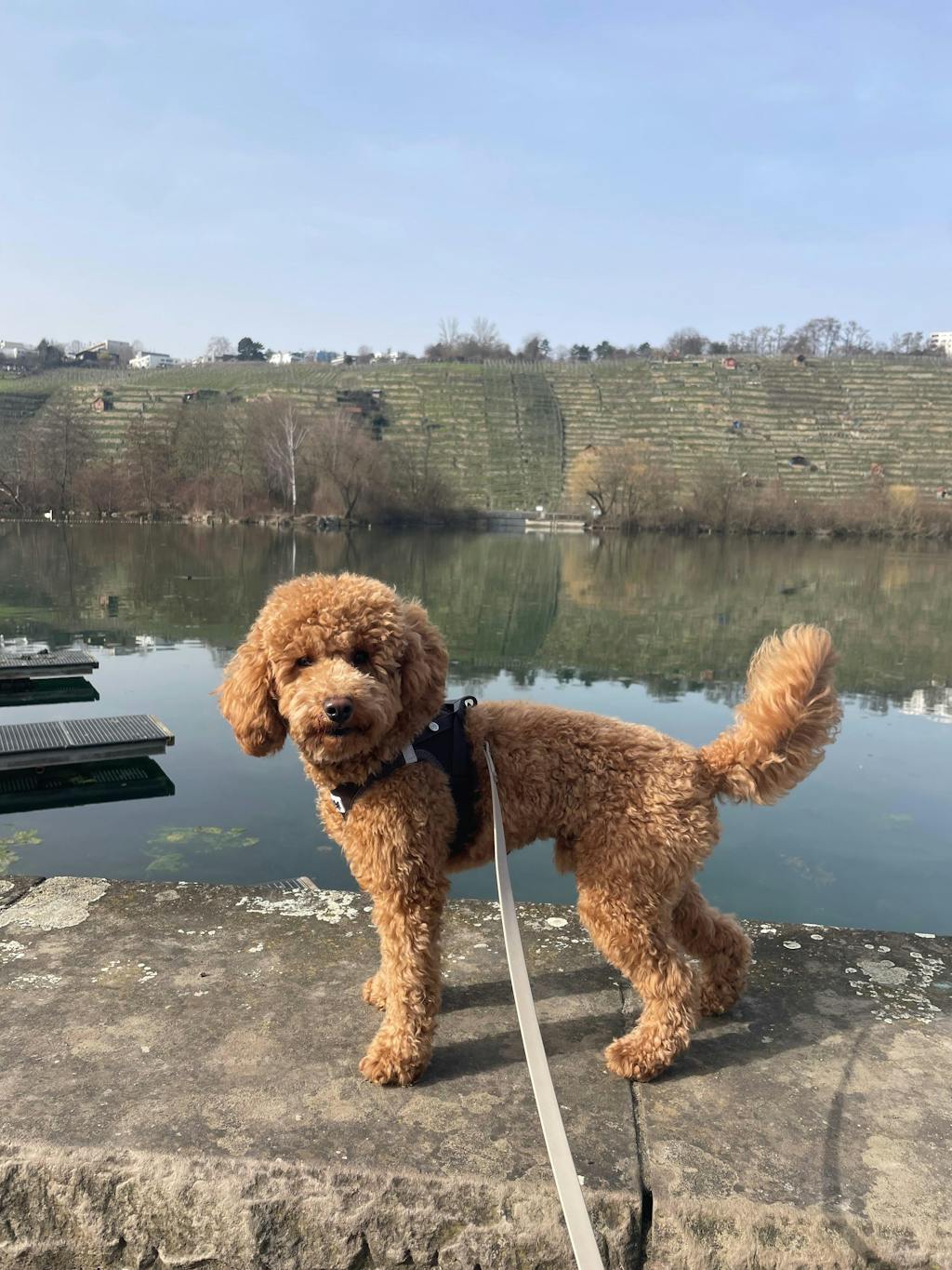 Curli Clasp Vest Geschirr Air-Mesh